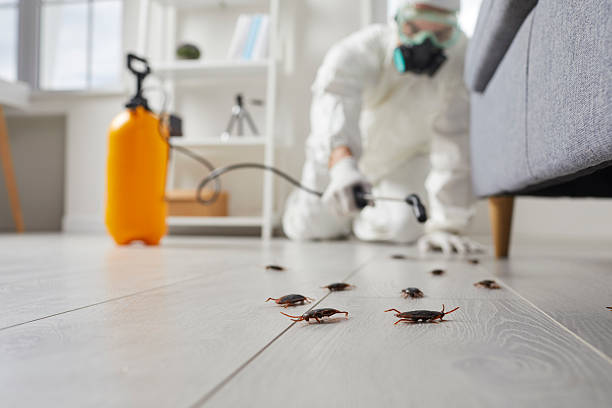 Affordable Termite Control solutions in Quincy, MI